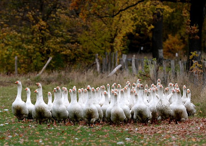 Geese shamble across a meadow at the farm Ruden near Neu Fahrland, eastern Germany on October 23, 2013. The poultry is raised for the Christmas feast and will cost about 60 – 80 Euro a piece. AFP PHOTO / DPA/ RALF HIRSCHBERGER GERMANY OUT