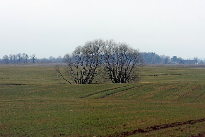 Ziemāju lauks Tērvetes novadā pērn decembrī.