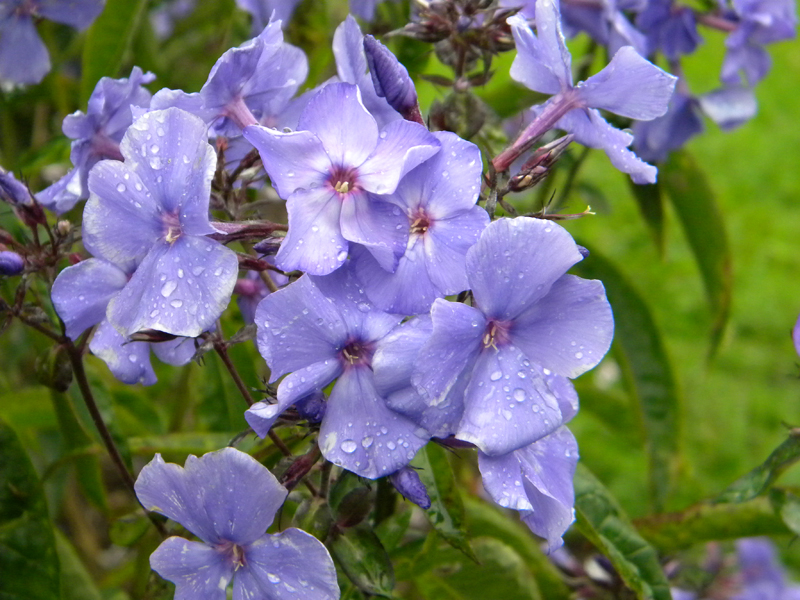 Skarainais floksis ‘Blauer Morgen’