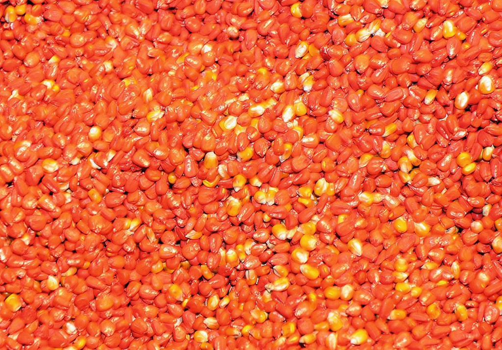 Ģenētiski pārveidotā kukurūza, kas izveidota ASV agroķīmiskajā firmā ”Monsanto”, noliktavā Karkasonā Francijas dienvidos. Pēc sabiedrības spiediena Francija paredz aizliegt audzēt šādu kukurūzu valsts teritorijā, lai gan daļa ES valstu sliecas to atļaut.