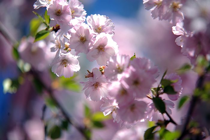 Ziedošās sakuras zari.