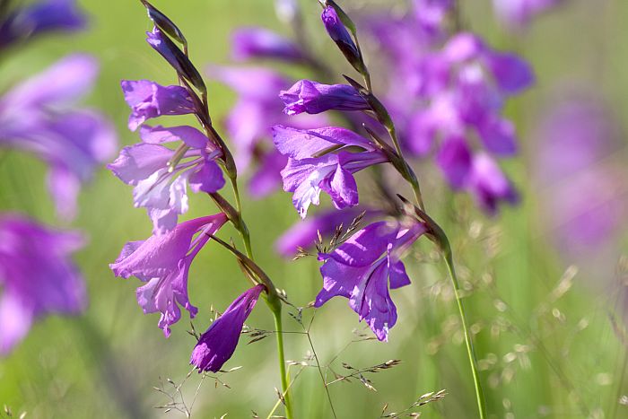 Attēlā jumstiņu gladiola (Gladiolus imbricatus). Latvijas Sarkanās grāmatas 3.kategorija. Baltijas jūras reģiona Sarkanā grāmata.