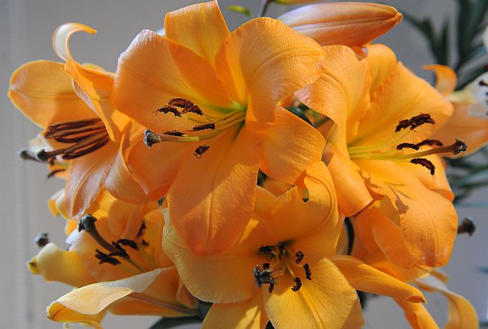 Izstāde “Lilijas 2014” Latvijas Dabas muzejā.