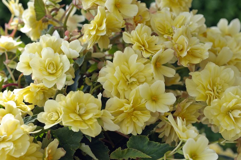 Beg Belina Lemon