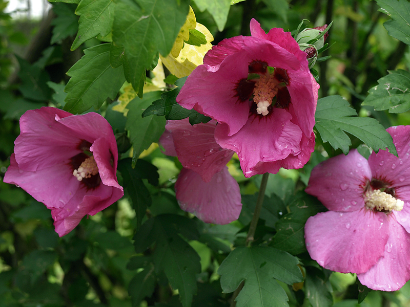 Sīrijas hibisks
