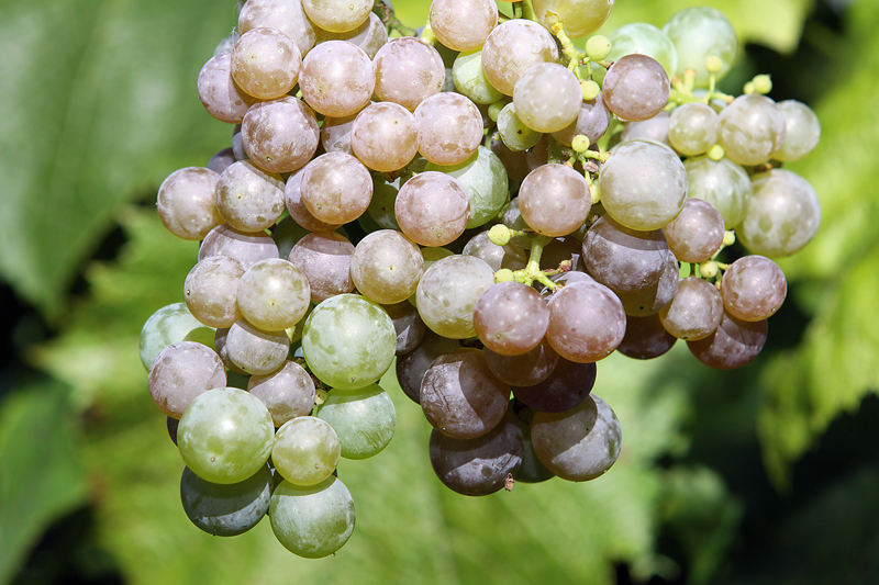 ‘Einset Seedless’