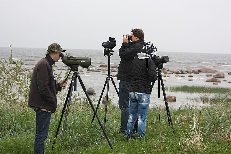 Vēla vakara migrācijas vērošana jūrā pie Akmensraga – “Estbirding” apvienotā Latvijas–Igaunijas komanda “MammaDaba” pavasara putnu rallija laikā.