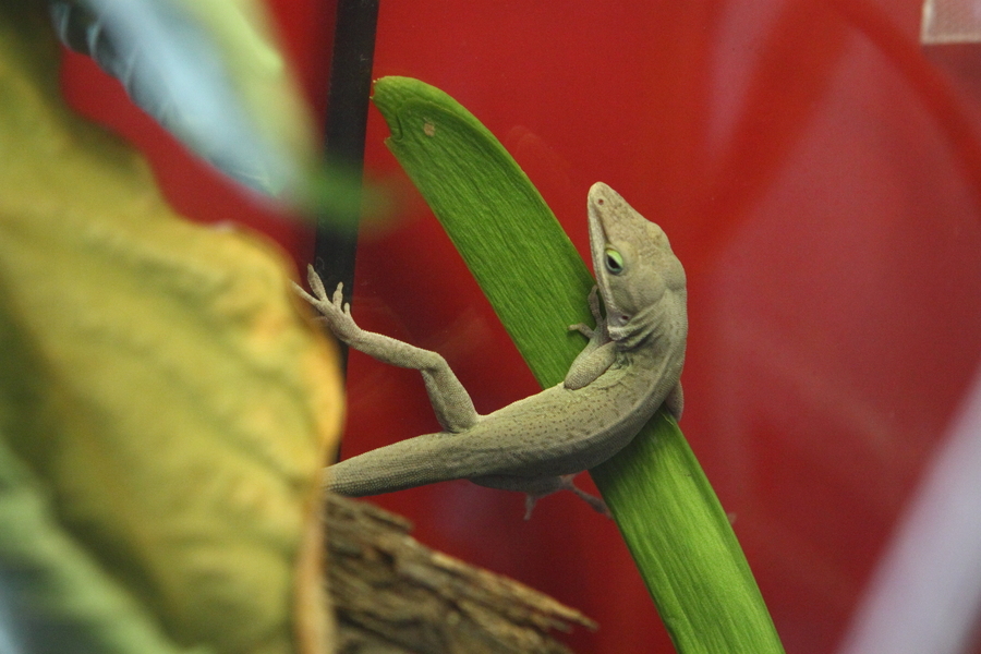 Ķirzaka (Anolis Caroliensis).
