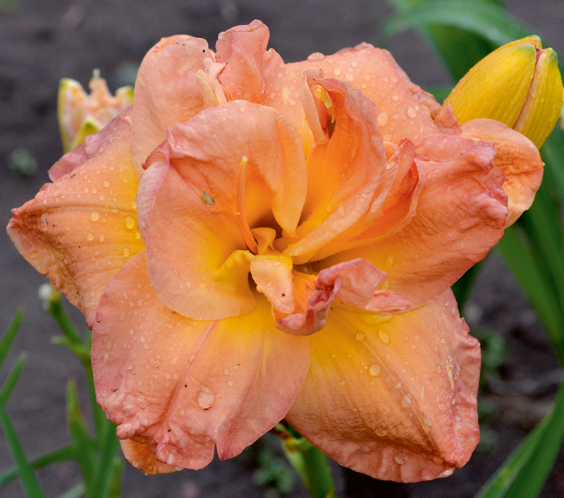 ‘Frances Joiner’