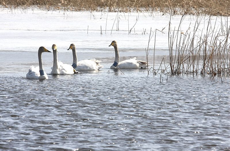 Ūdensputni Salaspils kanālā.