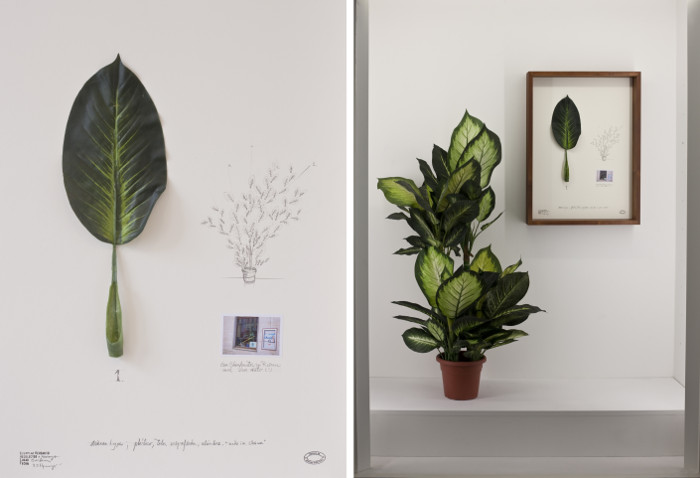 Alberto Baraya, instalācija “Comparative Studies, Herbarium of Artificial Plants”.
