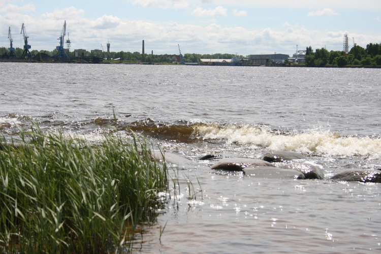 Daugavas grīva pie Mangaļsalas.