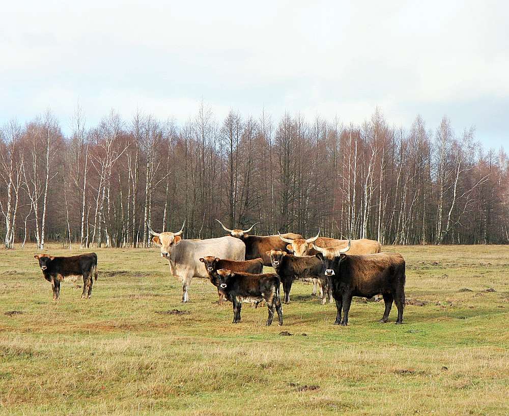 Savvaļas govis, neraugoties uz savu masu, skrien pilnīgi bez skaņas.