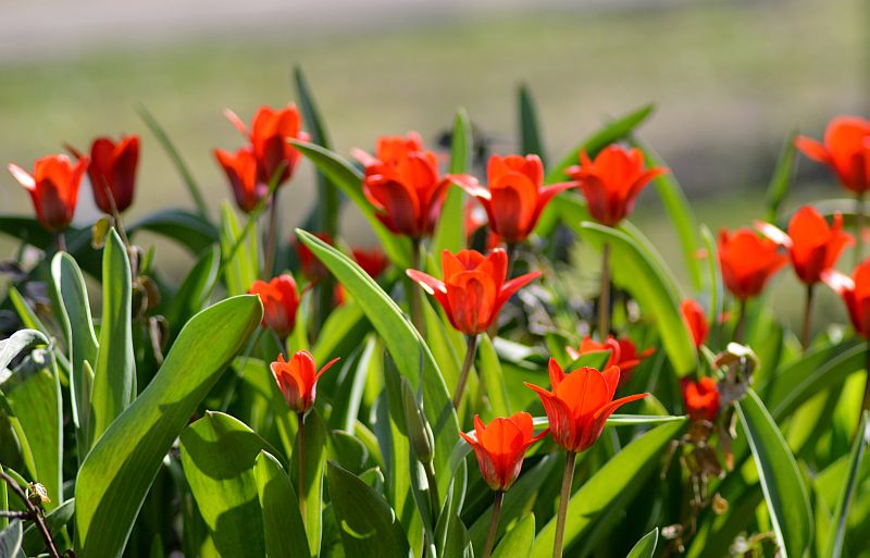 Tulpes.