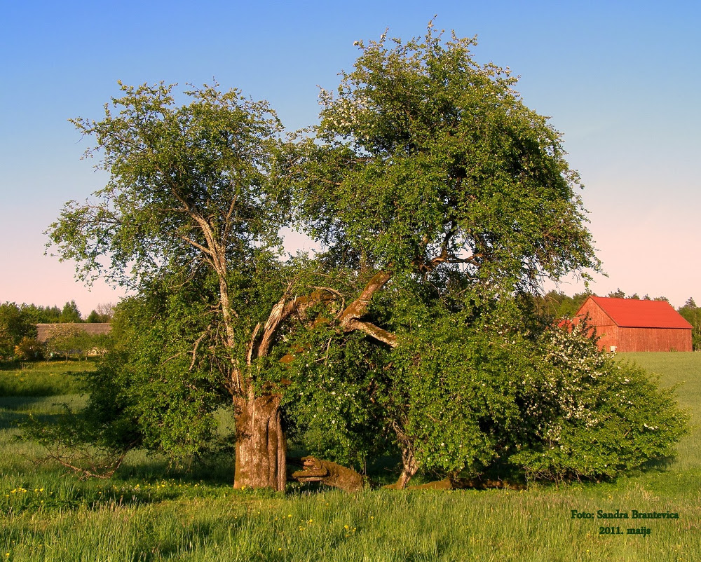 Ciemgaļu mežābele 2011. gadā.