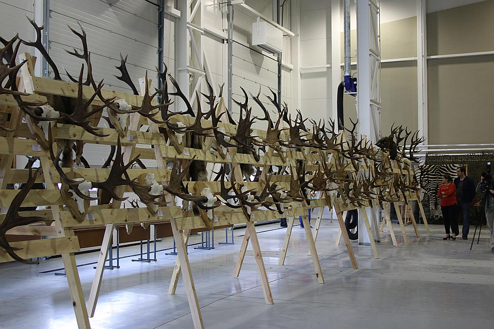 Stirnāža un staltbrieža trofejas tiek svērtas, tāpēc ir svarīgi, kā tiek veikts zāģējums, it īpaši stirnāzim, jo svars šajā gadījumā būtiski ietekmē trofejas vērtējumu.