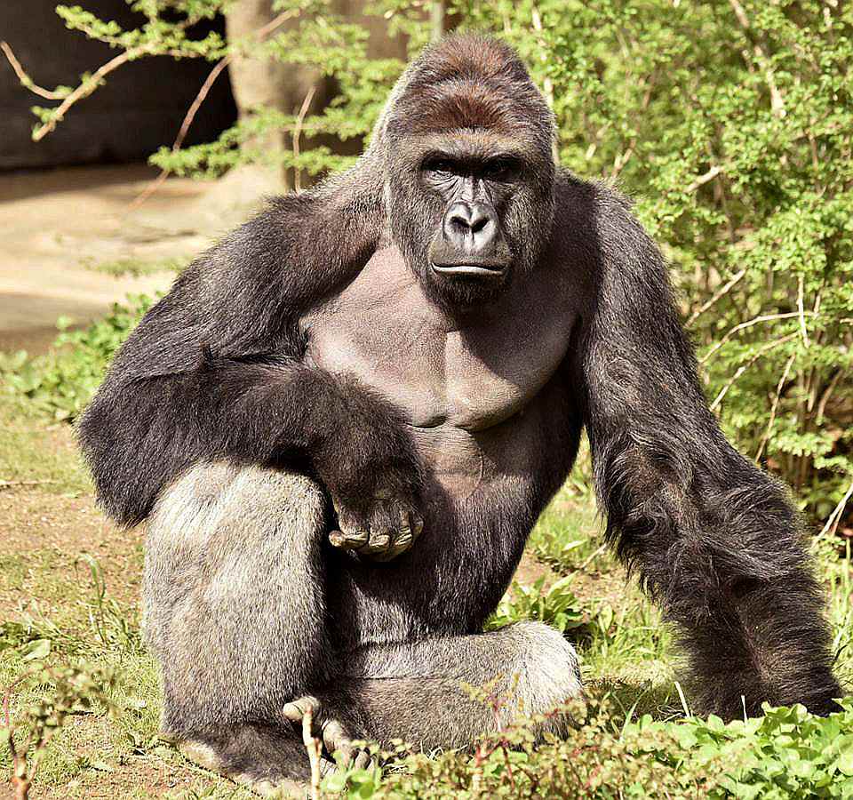 Sinsinati zoodārza darbiniekiem esot izdevies no nošautā gorillas Harambes paņemt spermu, lai viņa pēcnācēji varētu nākt pasaulē arī pēc viņa nāves. Harambe bija iesaistīts lielo pērtiķu izdzīvošanas starptautiskā programmā, lai saglabātu šīs pērtiķu sugas veselīgu ģenētisko mantojumu.