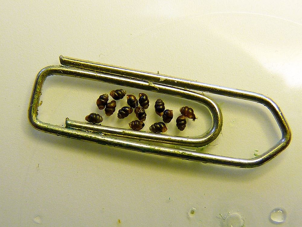 Četrzobu pumpurgliemezis ir ļoti mazs – tā čaulas augstums ir 1,7 – 1,9 mm.