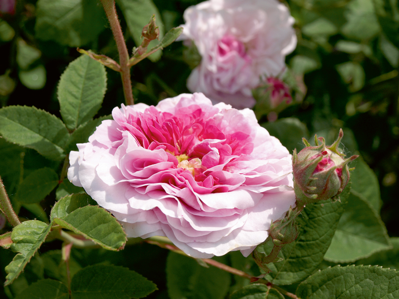 ‘Bérénice’
