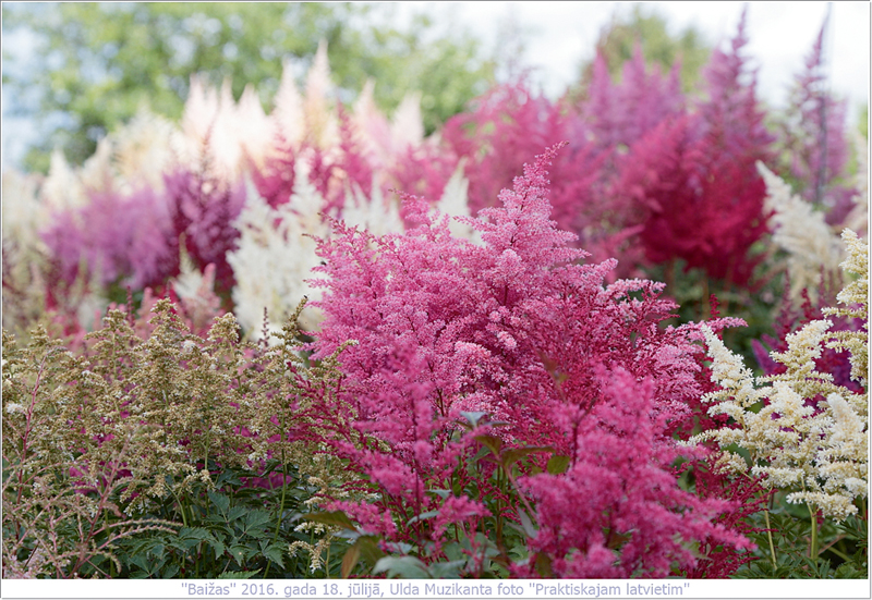 Astilbes. Vispieprasītākās ir visas sarkanās un baltās astilbju šķirnes. Tām vajadzīga irdena augsne, mulča. Vislabākais segums ir rudenī nosalušie auga laksti. Glīts augums pavasarī, kad no zemes izspraukušies krāsaini dzinumi, kompakts lapojums vasarā, ziedi vasaras otrajā pusē.