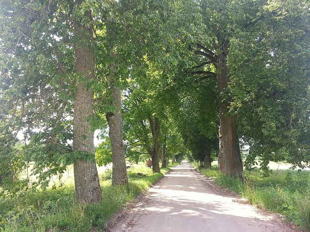 Skats uz Ozolkalna aleju tās vidusdaļā.