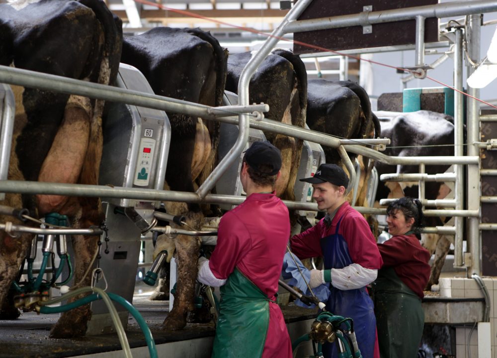Ilustratīvs foto. Slaukšanas karuselis vienā no AS “Agrofirma Tērvete” fermām