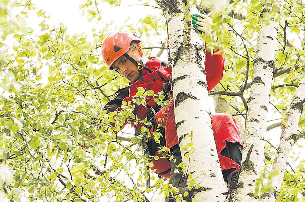 Artis Petenko par arboristu kļuvis, mācoties “Jauniešu garantijas” īstenotā programmā. Tagad puisis kopj kokus, strādādams uzņēmumā “AnvijaPro”.