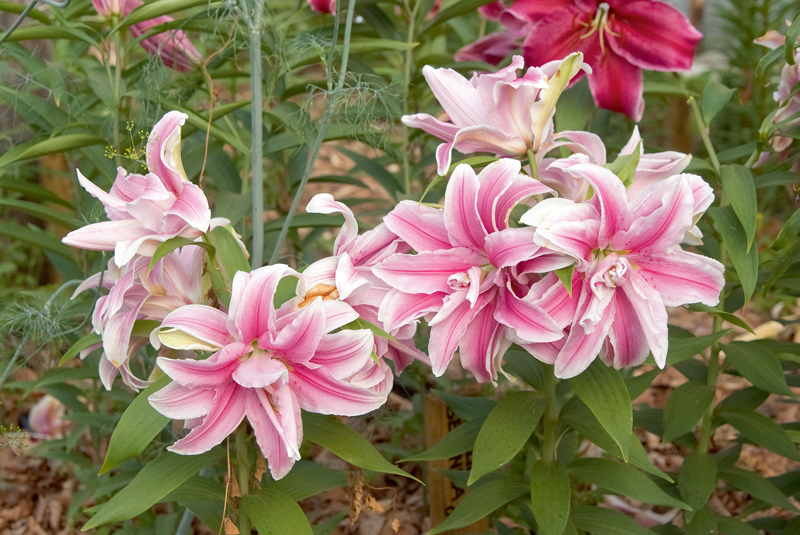 ‘Roselily Belonica’