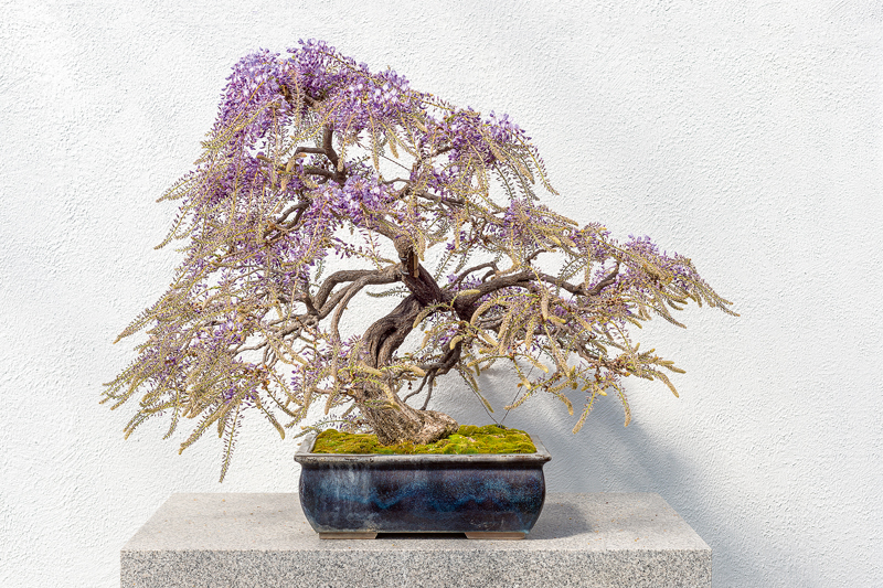 2. Japānas jeb daudzziedu vistērija (Wisteria floribunda)