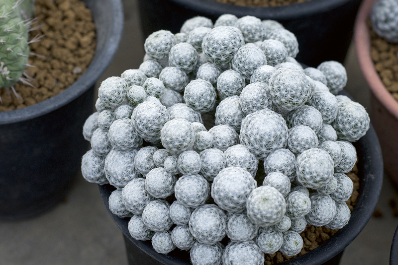 Mammillaria gracilis
