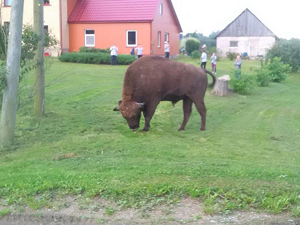 Sumbrs nebaidās no cilvēku tuvuma “Jaunkalnu” mājās.
