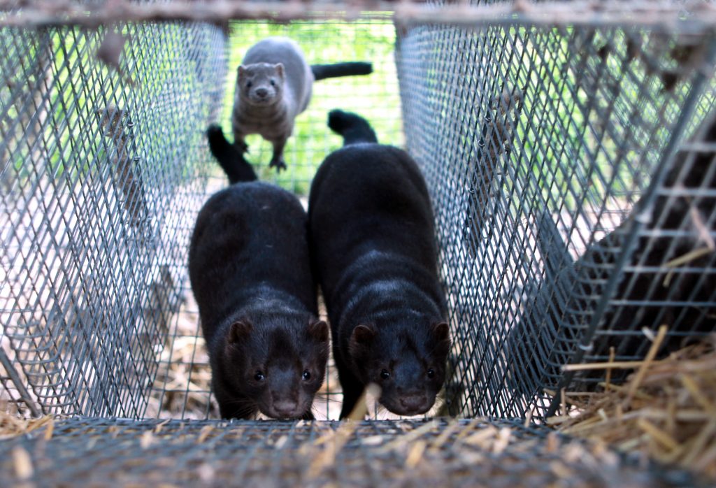 Ūdeles sniedzas pēc barības zvēraudzētavas “Baltic Devon Mink” fermā.