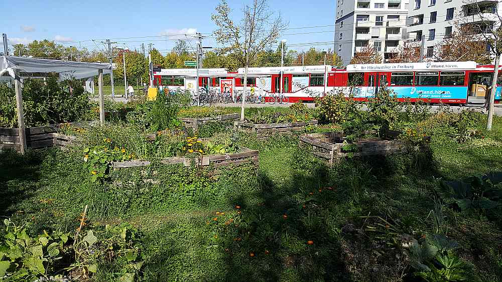 Augstās dārzeņu dobes tramvaja galapunktā to freiburgiešu “autostāvvietās”, kuri atteikušies no auto.