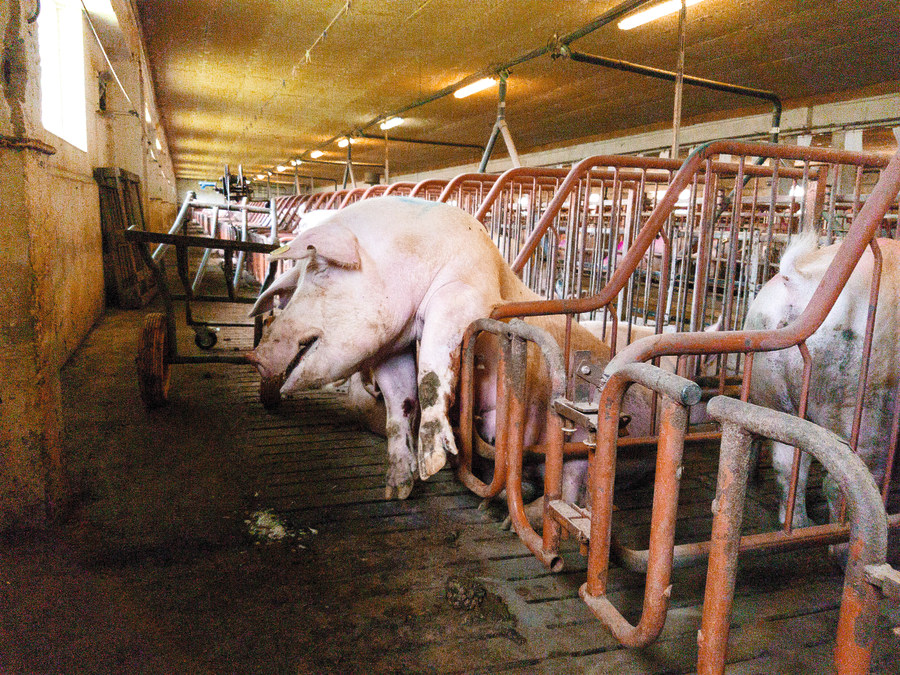 ”Dzīvnieku brīvības” aktīvista Jura darba laikā uzņemtie kadri un paša novērojumi liecināja, ka ”Baltic Pork” Allažu fermā grūsnās sivēnmātes pretēji labturības prasībām tika turētas ļoti šauros metāla sprostos, kuros iespējams tikai gulēt vai stāvēt.