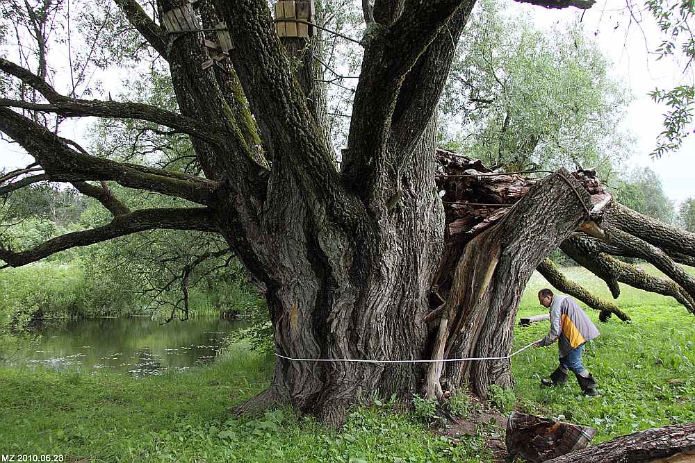 Dzenīšu vītola apkārtmērs pusmetra augstumā ir 9,06 metri. Taču visai ticami, ka koks ir vēl dižāks, jo, neraugoties uz ievērojamo vecumu, tas katru gadu turpina briest resnumā par apmēram septiņiem centimetriem.