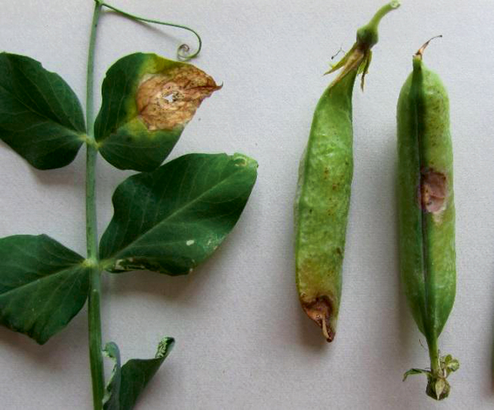 Zirņu lapu un pākšu gaišplankumu iedegas (Ascochyta pisi)