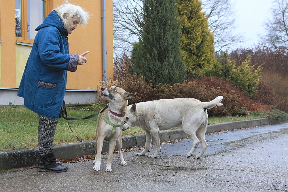 Pensionāre Inga poš pastaigai savus mīluļus – Džīnu un Batleru.