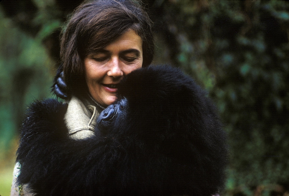 Gorillu pētnieci Diānu Fosiju nogalināja viņas mājiņā Ruandas kalnos 1985. gada Ziemassvētkos.