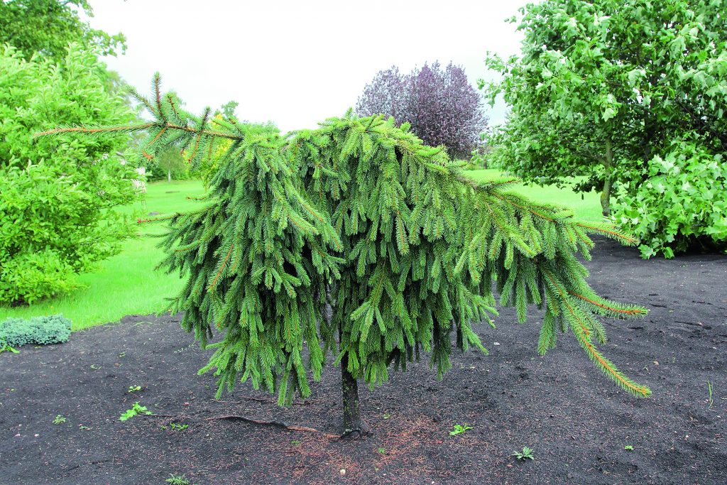 Parastās egles (Picea abies) šķirne ‘Reflexa’ – spēcīgs, strauji augošs koks, veido blīvu vainagu ar tumši zaļām skujām. Garie dzinumi, sasnieguši zemi, aug tālāk un rada ložņājošu efektu.
