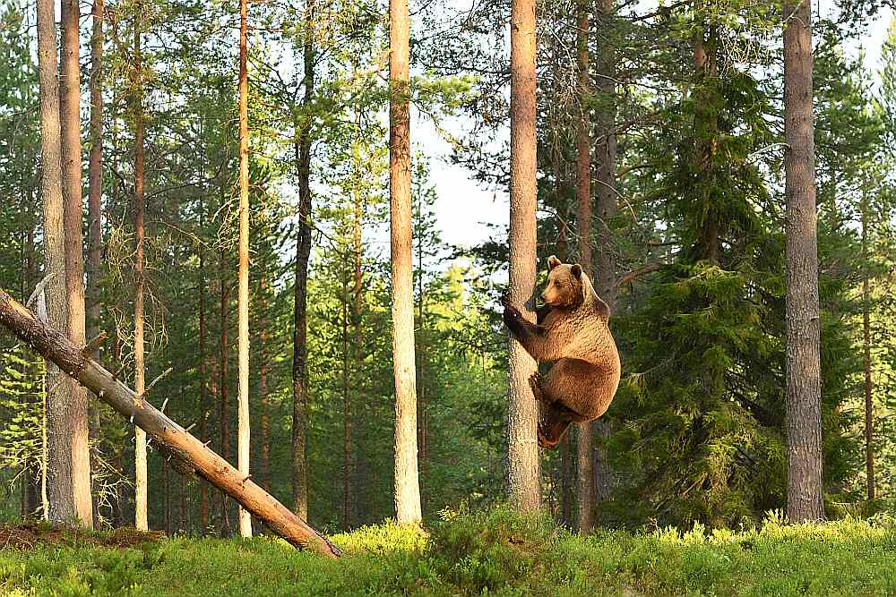 Sastopot lāci, jāizturas ar cieņu un lēnām jāatkāpjas. Kokā glābiņu nav lielas jēgas meklēt, jo lāči tajos rāpjas veiklāk nekā mēs.