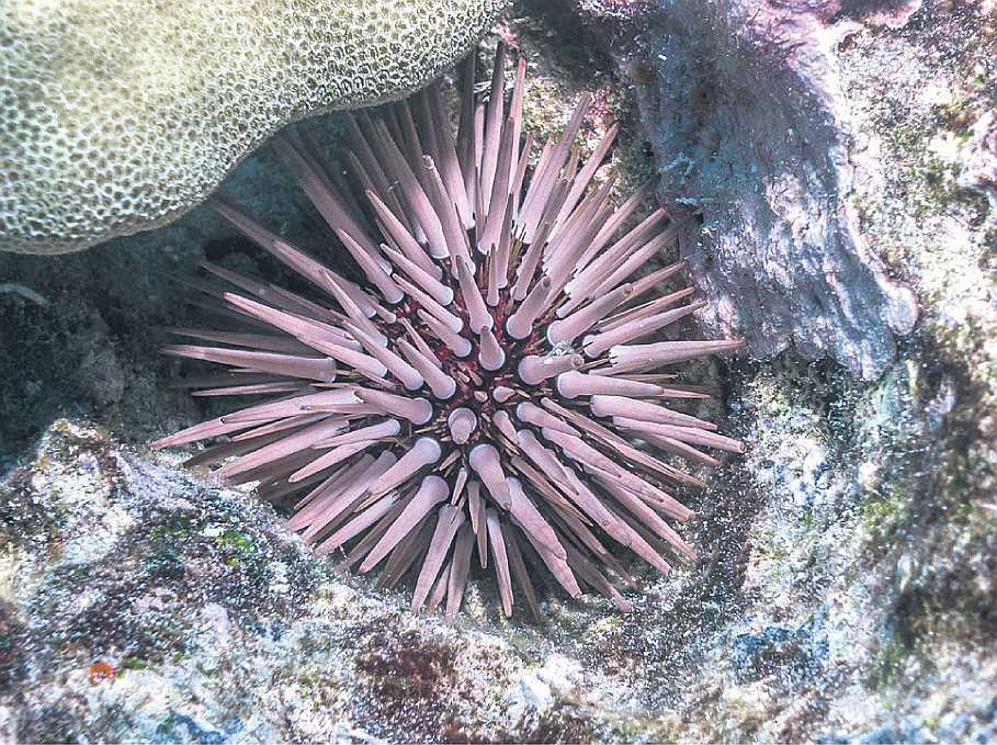 Jūras eži arvien biežāk nonāk smalkos Eiropas restorānos, kur šīs radības tiek baudītas gan jēlas, gan pagatavotas dažādos veidos. Audzējot jūras ežus Latvijā, eksporta tirgus būšot garantēts.