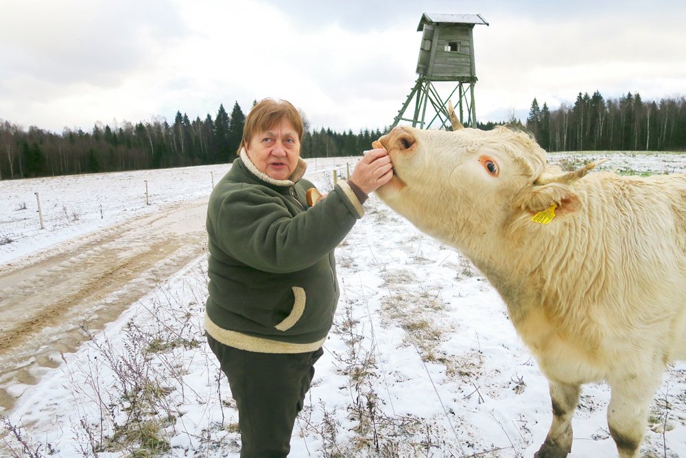 Gunta Cunska un Fukija, viena no divām pirmajām Šarolē govīm “Viesaku” ganāmpulkā.