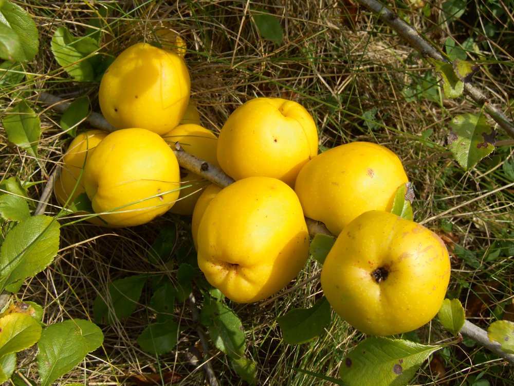 ‘Rasa’
