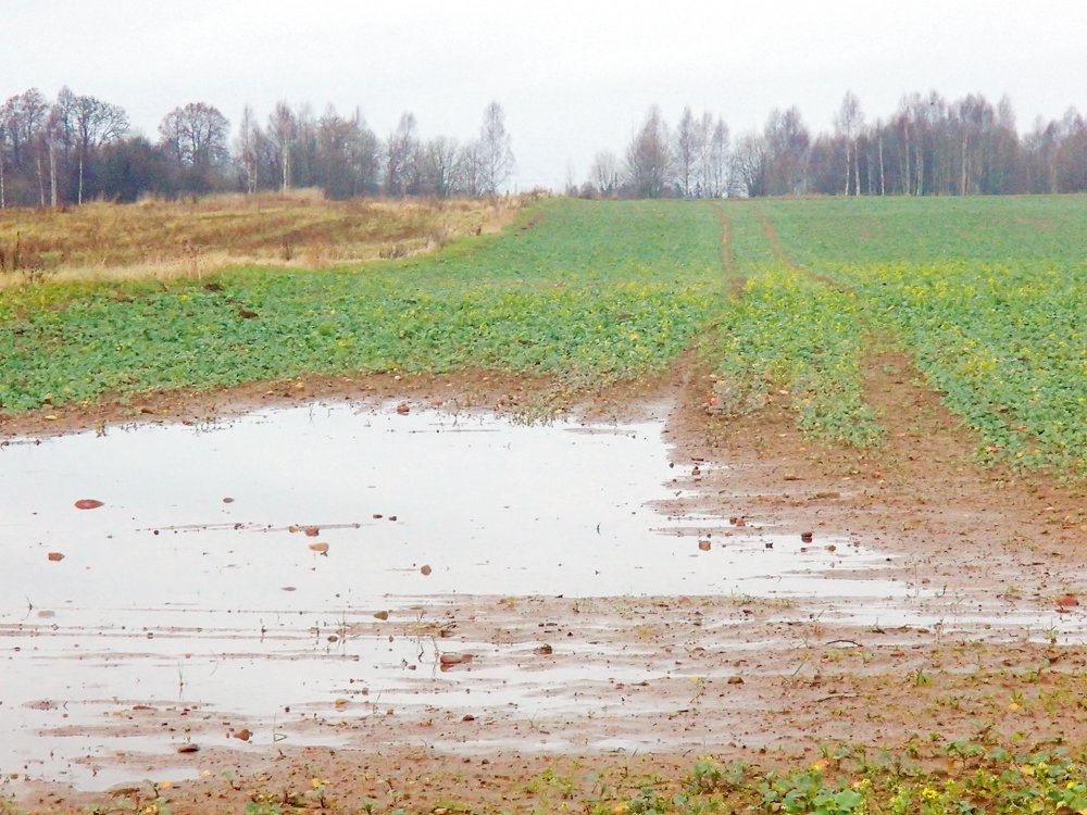 Daļēji izslīcis rapša lauks Latvijā pērn novembrī.