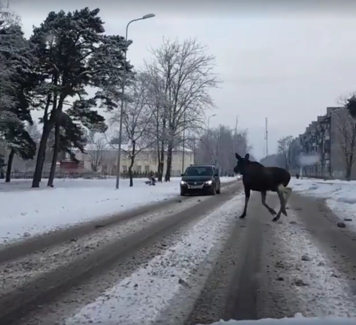 Alnis izskrējis rīta skrējienā Liepājas ielās.