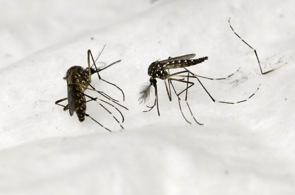 Malārijas ierosinātājus pārnēsā vairākas malārijodu sugas.