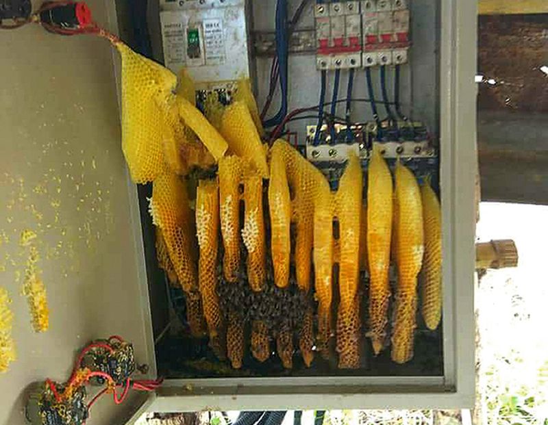 Interneta plašumus apceļojusī fotogrāfija ir tapusi 2017. gada vasarā Pārgaujas novadā, veca šķūņa elektrības sadales skapī. Bildes autors ir SIA EMT darbinieks Normunds Rukuts. Šo saimi par nelegālu uzturēšanos sodīja diezgan bargi – par īres maksu tika paņemts medus.