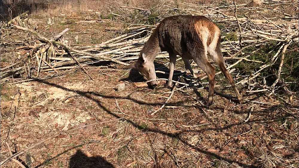 Slimā briežu govs, kas tika atrasta netālu no vietas, kur uzņemts sākotnējais video. Tā bija vēl sliktākā fiziskā stāvoklī. Par laimi, briežu hroniskās novājēšanas slimība tai netika konstatēta.