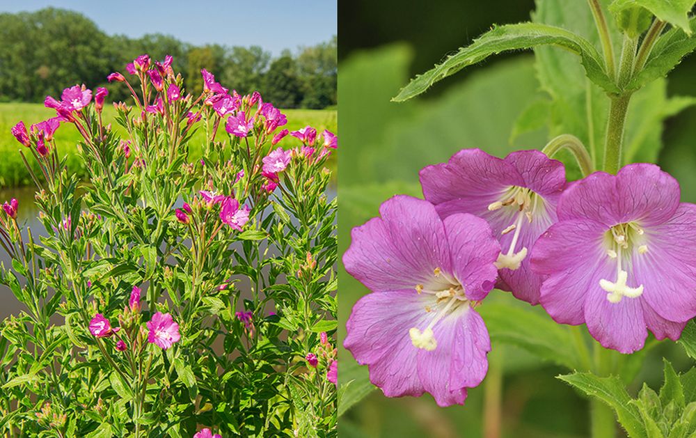 Pūkainā kazroze (Epilobium hirsutum)