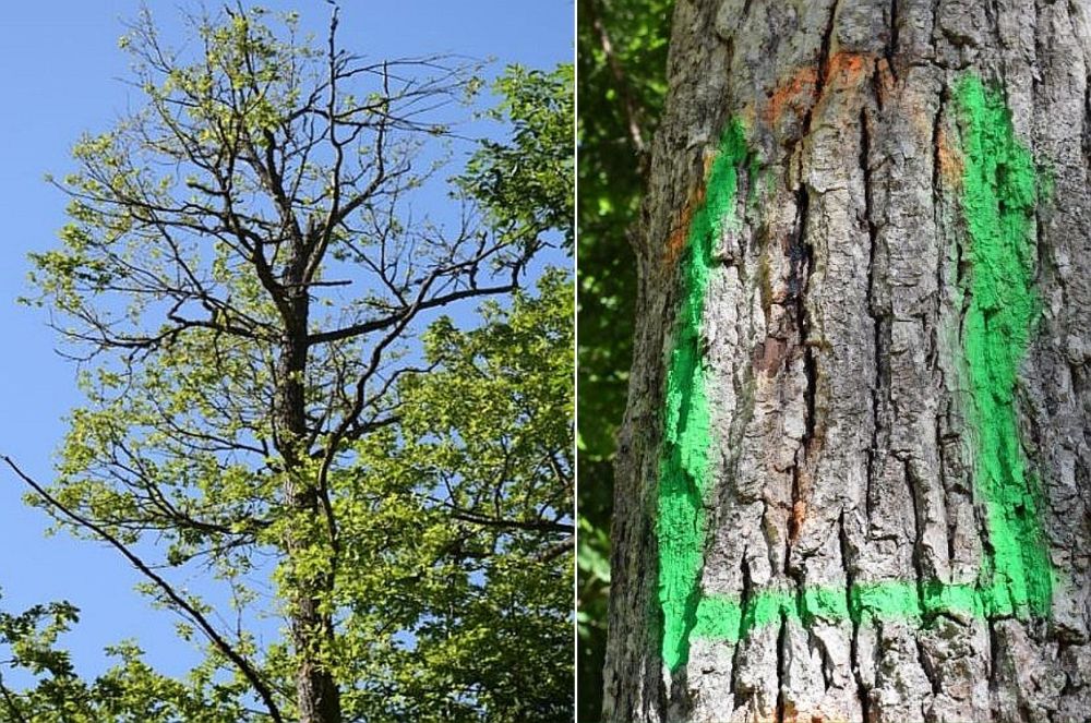Koka lapotnes izretināšanās slimības ietekmē(kreisajā pusē). Eksudāta atstātās pēdas uz ozola stumbra.
